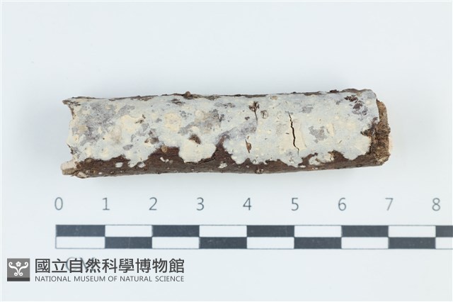 登錄號:F0039311藏品圖，第1張