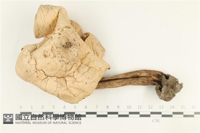 登錄號:F0038251藏品圖，第1張