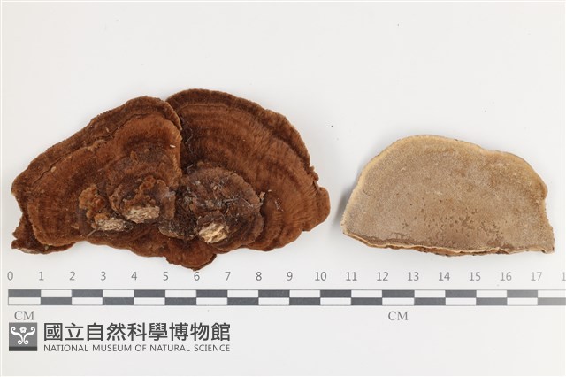 登錄號:F0036251藏品圖，第1張