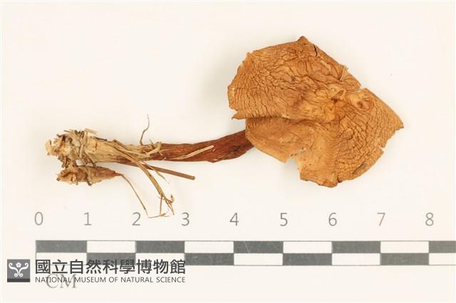 登錄號:F0037251藏品圖，第1張