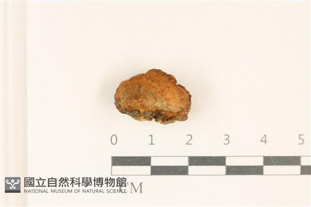 登錄號:F0018851藏品圖，第1張