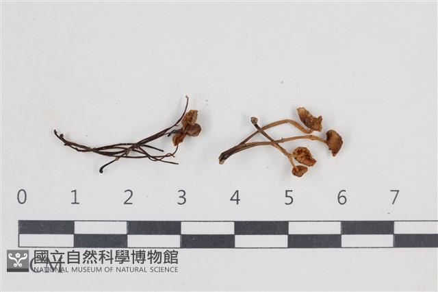 小菇屬藏品圖，第1張