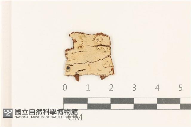 登錄號:F0017851藏品圖，第1張