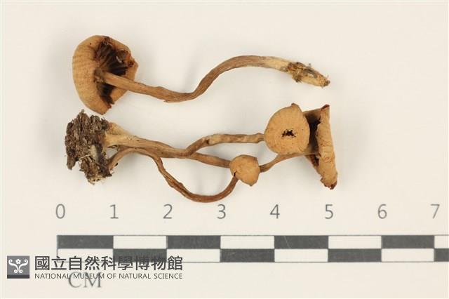 登錄號:F0037851藏品圖，第1張