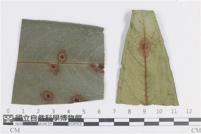 登錄號:F0038651藏品圖，第1張