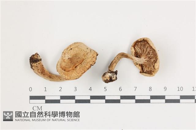 登錄號:F0036651藏品圖，第1張