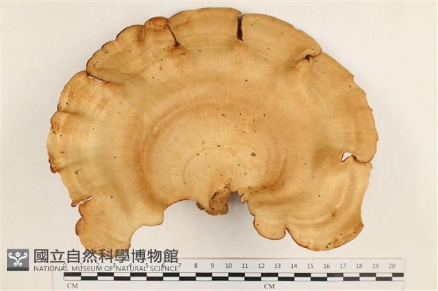 登錄號:F0037651藏品圖，第1張