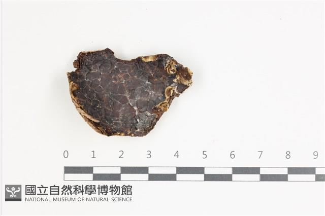 木耳屬藏品圖，第1張