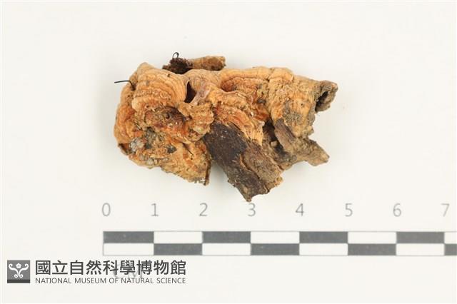 登錄號:F0038451藏品圖，第1張