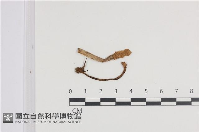 登錄號:F0036451藏品圖，第1張