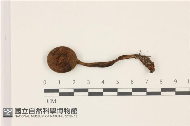 登錄號:F0037451藏品圖，第1張