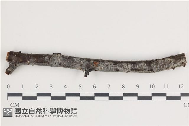 登錄號:F0035451藏品圖，第1張