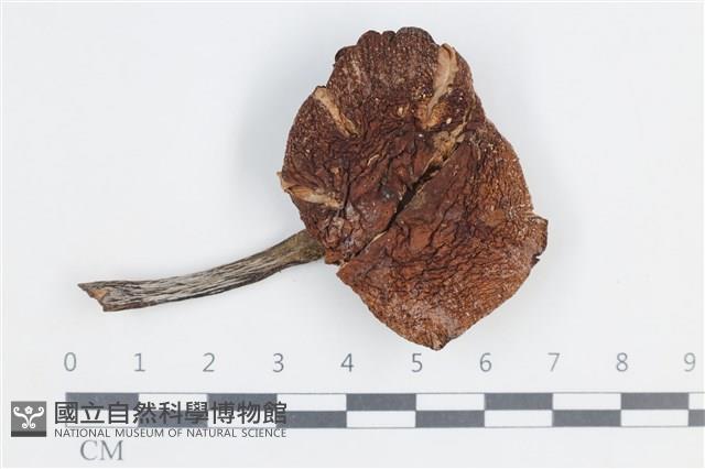 登錄號:F0038751藏品圖，第1張