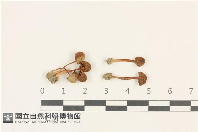 簇生鬼傘藏品圖，第1張