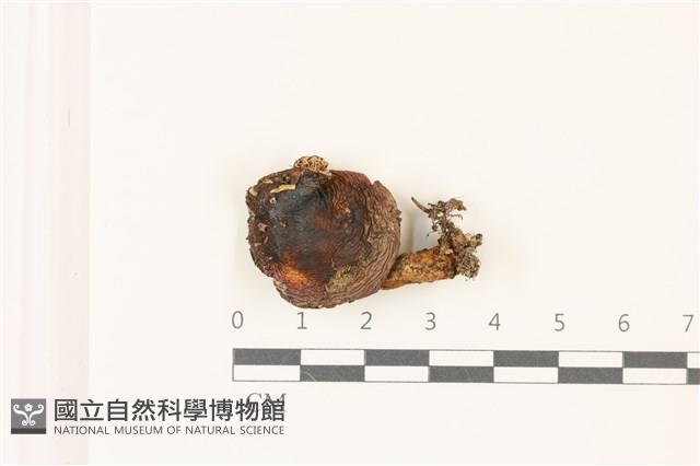 登錄號:F0037551藏品圖，第1張