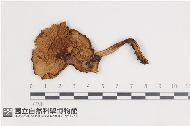 登錄號:F0035551藏品圖，第1張