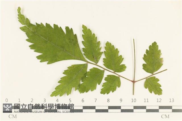登錄號:F0038151藏品圖，第1張
