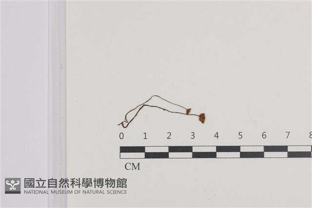 登錄號:F0036151藏品圖，第1張