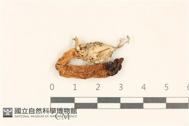 登錄號:F0037151藏品圖，第1張