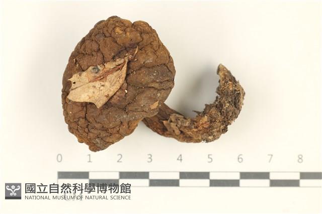 登錄號:F0038051藏品圖，第1張