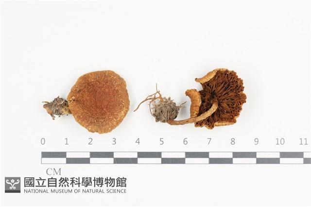 登錄號:F0036051藏品圖，第1張