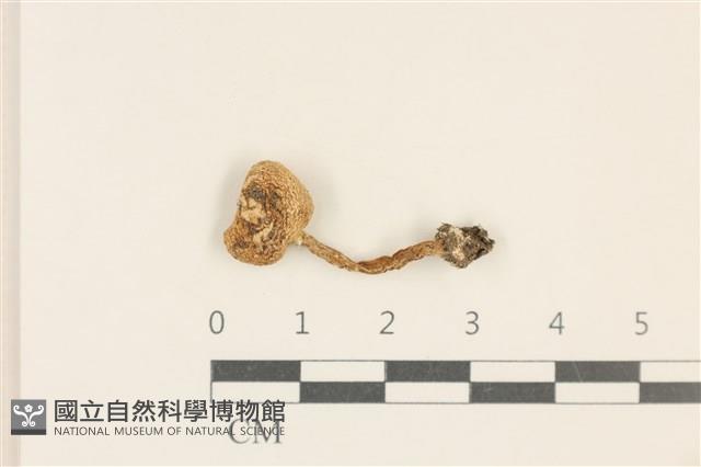 登錄號:F0037051藏品圖，第1張