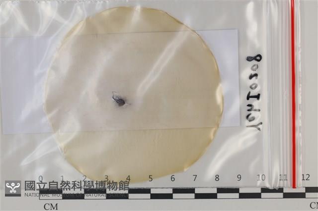 登錄號:F0035051藏品圖，第1張