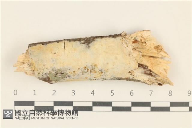 登錄號:F0019051藏品圖，第1張