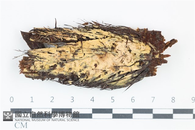 登錄號:F0039051藏品圖，第1張