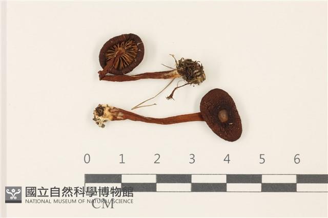 登錄號:F0037351藏品圖，第1張