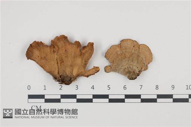 蠔韌革菌藏品圖，第1張