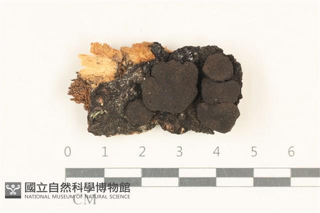 炭角菌屬藏品圖，第1張