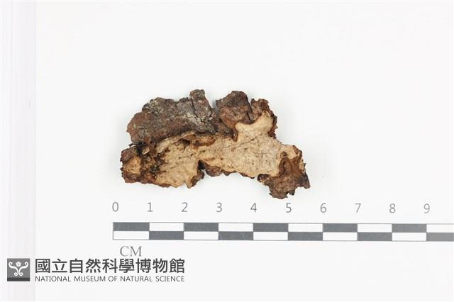 韌革菌屬藏品圖，第1張