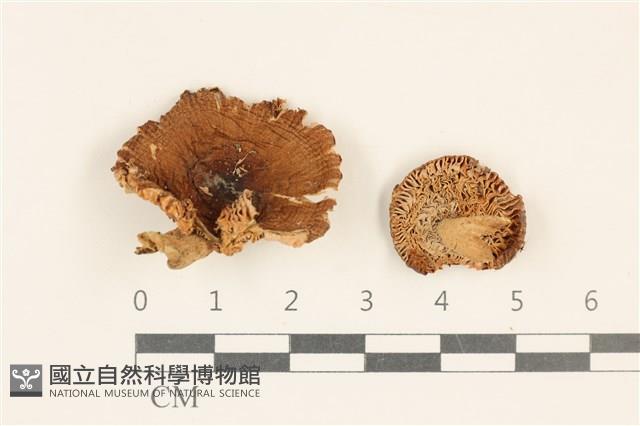 登錄號:F0037241藏品圖，第1張