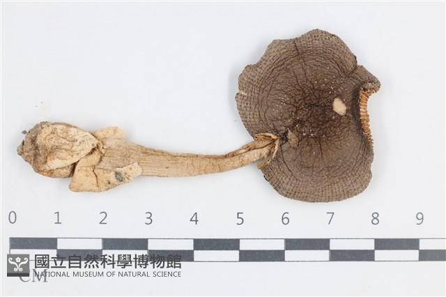 登錄號:F0038841藏品圖，第1張