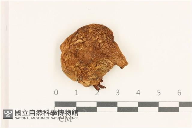 登錄號:F0036841藏品圖，第1張