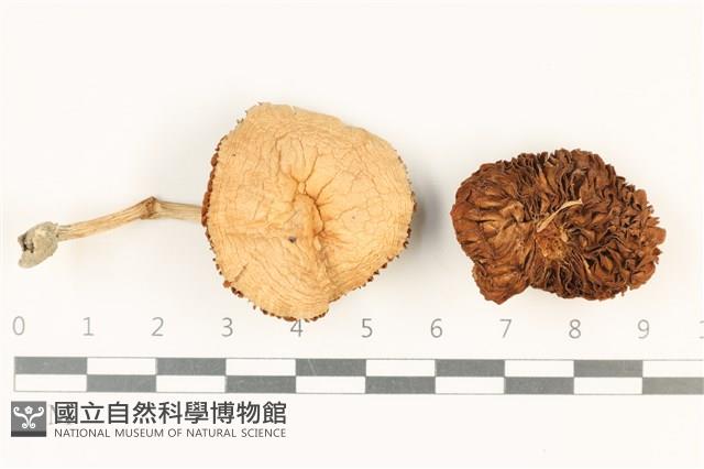登錄號:F0037841藏品圖，第1張