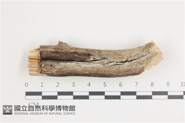 Accession Number:F0035841 Collection Image, Figure 1, Total 2 Figures