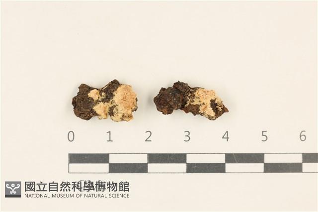 登錄號:F0019841藏品圖，第1張