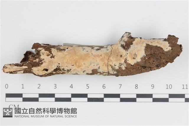 登錄號:F0035941藏品圖，第1張
