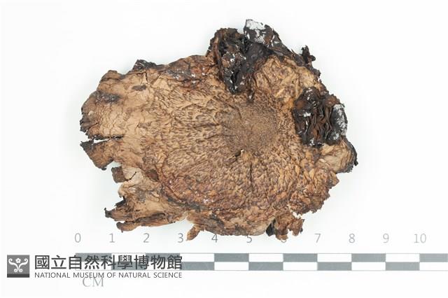 登錄號:F0036641藏品圖，第1張