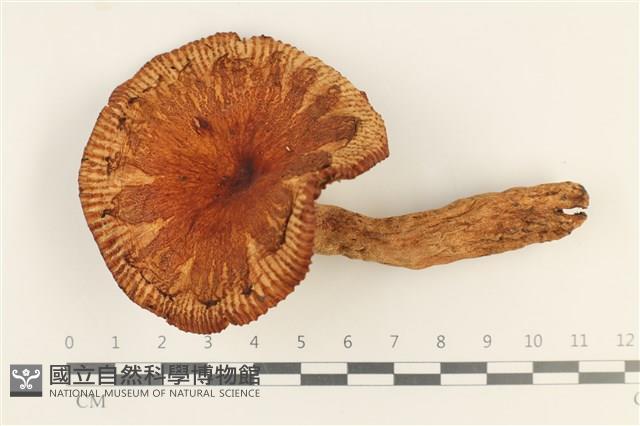 登錄號:F0037641藏品圖，第1張
