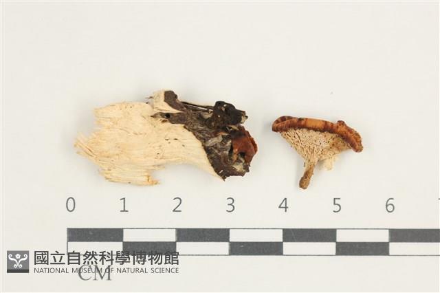 多孔菌屬藏品圖，第1張