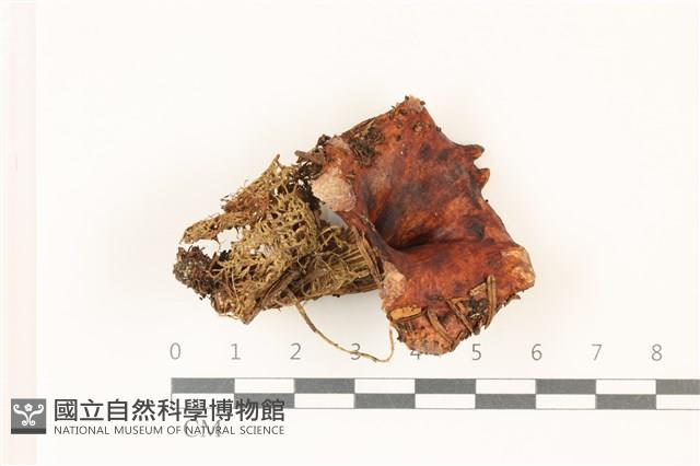 登錄號:F0037441藏品圖，第1張