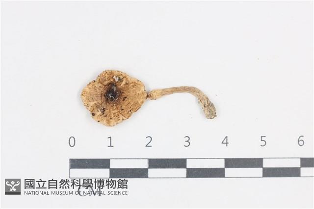 登錄號:F0038741藏品圖，第1張