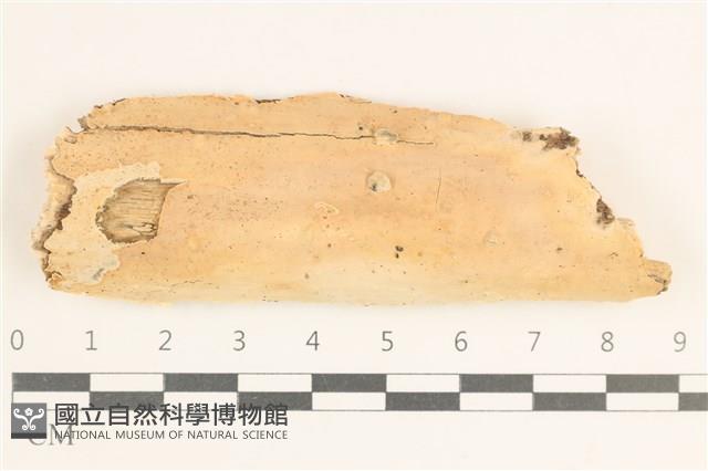 登錄號:F0038541藏品圖，第1張