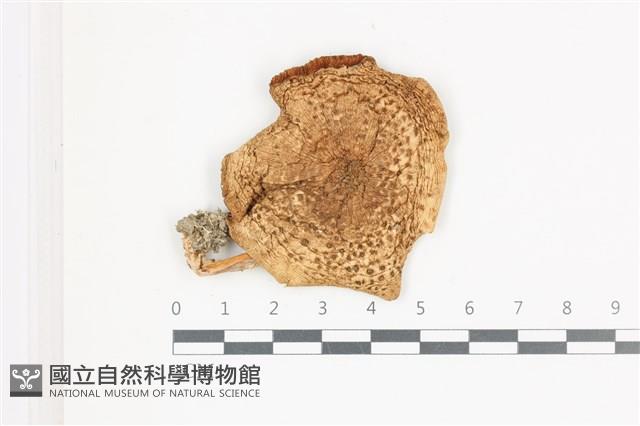 登錄號:F0036541藏品圖，第1張