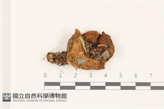 登錄號:F0037541藏品圖，第1張