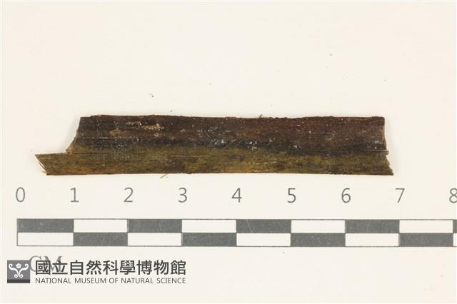 登錄號:F0038141藏品圖，第1張