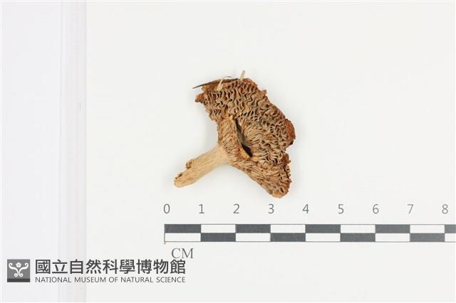 登錄號:F0036141藏品圖，第1張